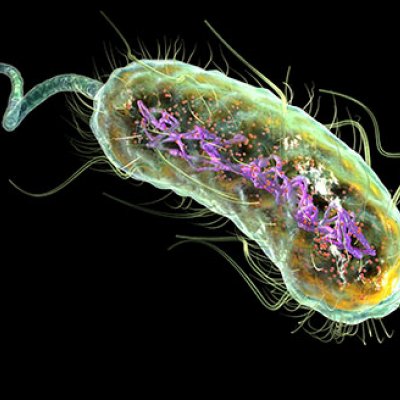 An artist's impression of E. coli, which infects over 150 million people worldwide.